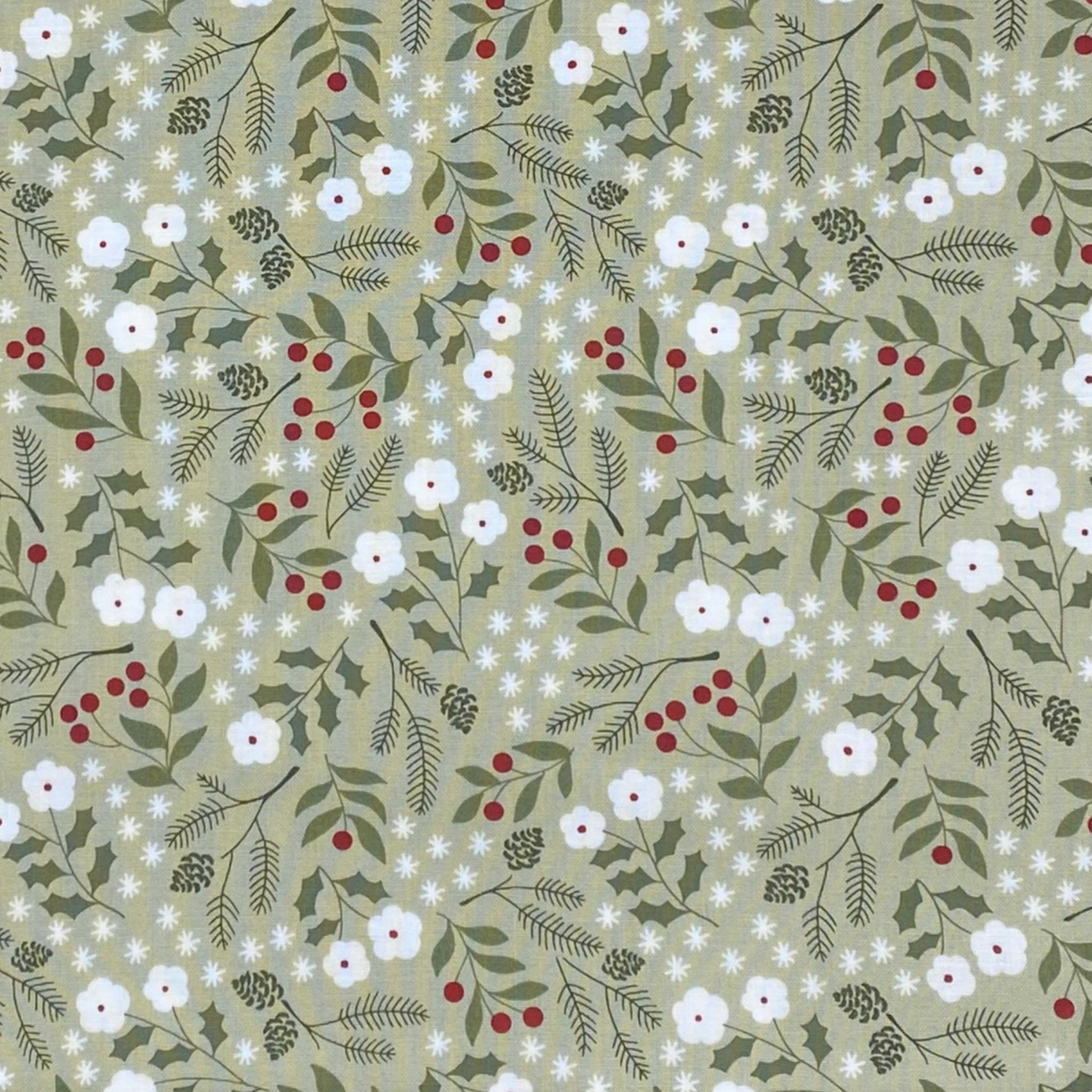 63 ブセファンドラ pygmaea var marble6株まとめ袋 63 ブセファンドラ pygmaea var marble6株まとめ袋 63